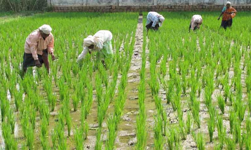 agriculture-haryana